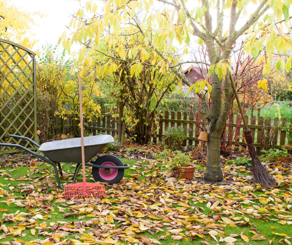 Fall Cleanup Services in New York - thousands of leaves on the backyard