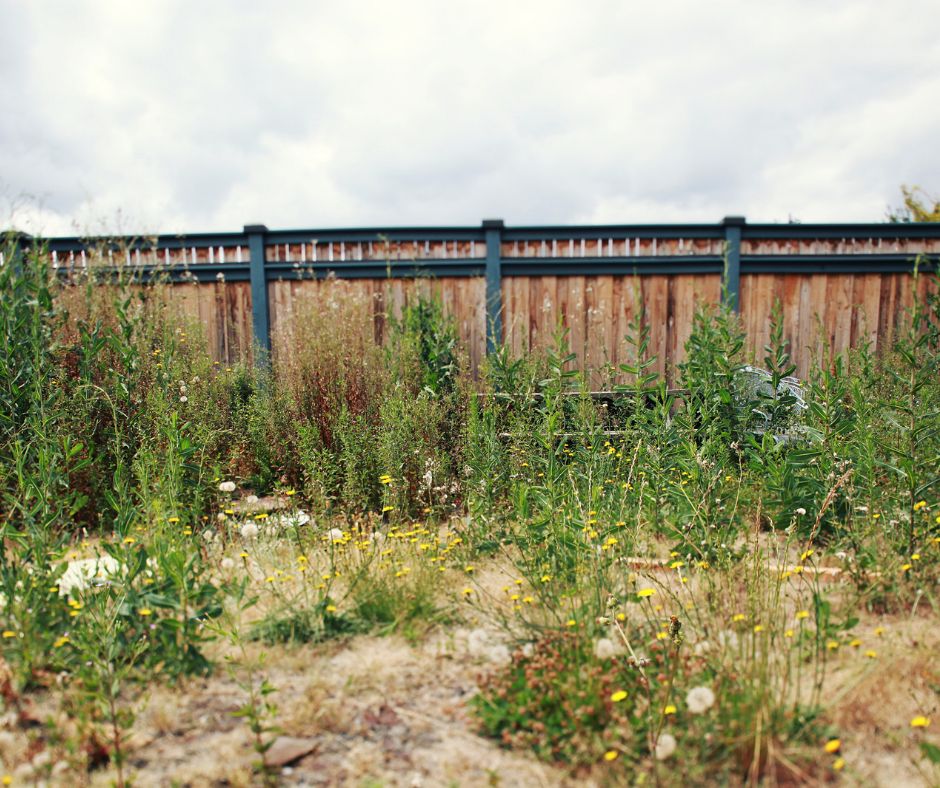 Guide to Maintaining Backyard Cleaning Tips for Homeowners